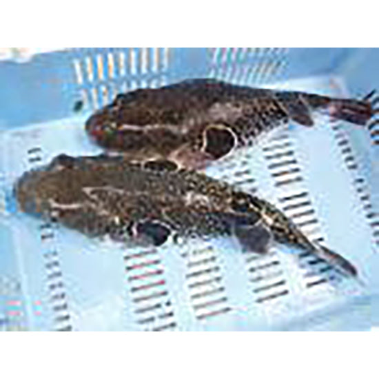 ふぐ刺しミニセット2人前