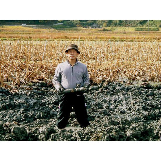 うまもん堆肥栽培岩国生れんこん