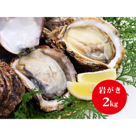 岩牡蛎 (せむら牡蠣)≪送料込≫