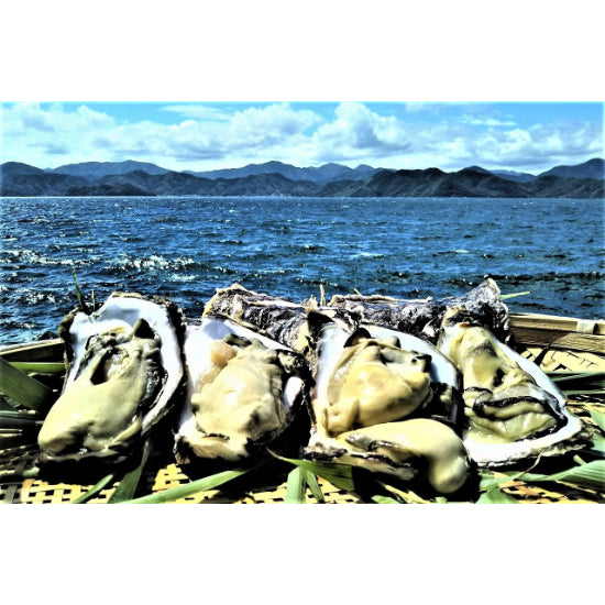 岩牡蛎 (せむら牡蠣)≪送料込≫