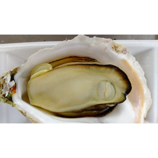 岩牡蛎 (せむら牡蠣)≪送料込≫