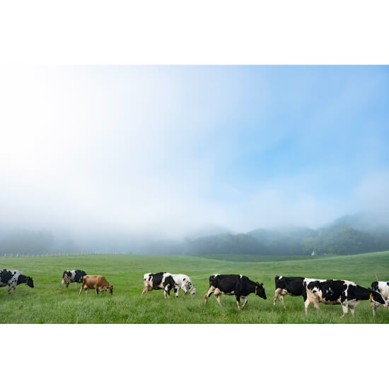 船方農場ファームチーズケーキ 2本