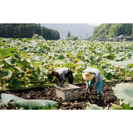 うまもん堆肥栽培岩国生れんこん