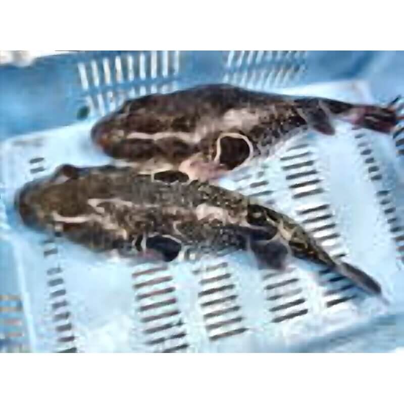 ふぐ刺しミニセット2人前