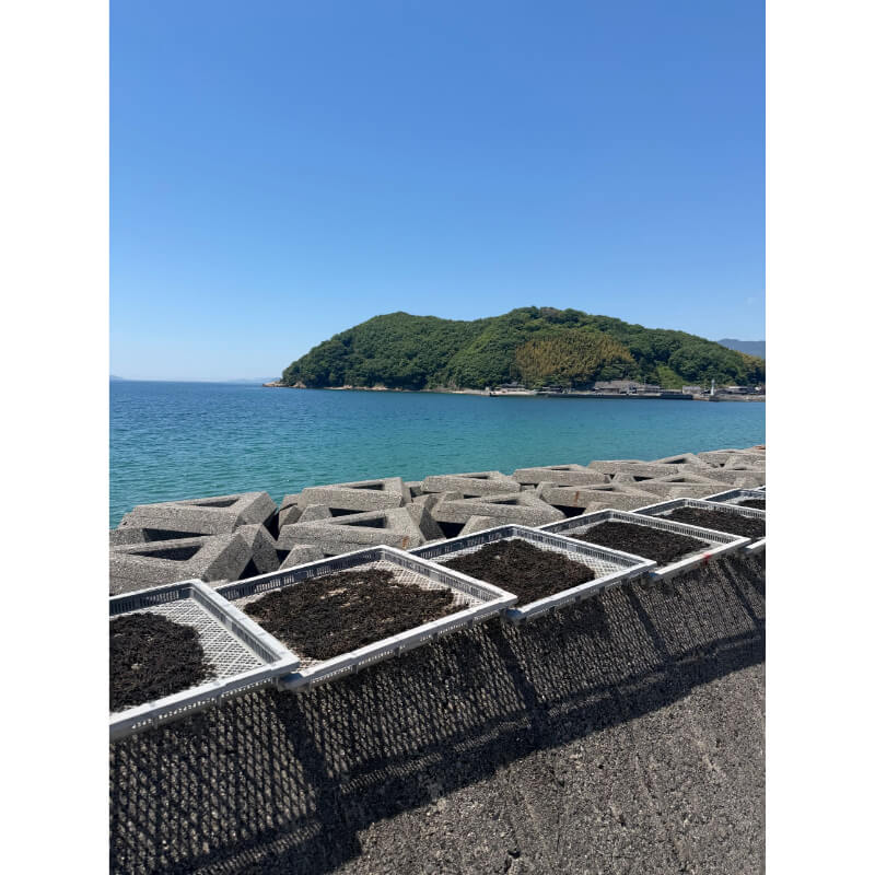 大島の恵みセット≪送料込≫